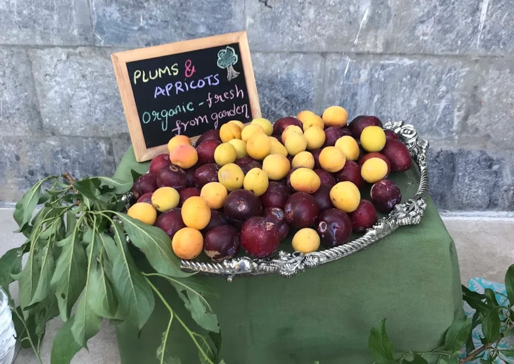 Welcome to Tilsharit Green Copy